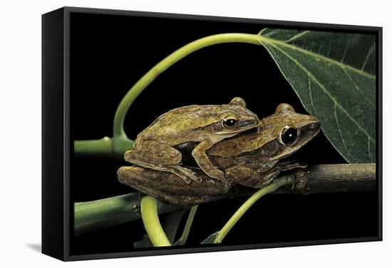 Polypedates Leucomystax (Common Tree Frog, Golden Gliding Frog) - Mating-Paul Starosta-Framed Stretched Canvas