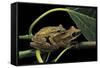 Polypedates Leucomystax (Common Tree Frog, Golden Gliding Frog) - Mating-Paul Starosta-Framed Stretched Canvas