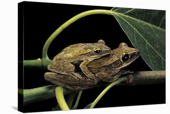 Polypedates Leucomystax (Common Tree Frog, Golden Gliding Frog) - Mating-Paul Starosta-Stretched Canvas