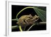 Polypedates Leucomystax (Common Tree Frog, Golden Gliding Frog) - Mating-Paul Starosta-Framed Photographic Print
