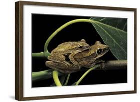 Polypedates Leucomystax (Common Tree Frog, Golden Gliding Frog) - Mating-Paul Starosta-Framed Photographic Print