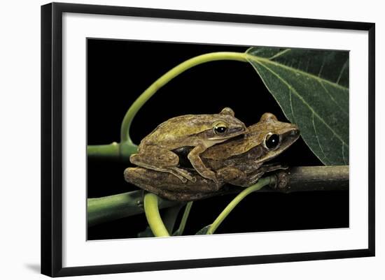 Polypedates Leucomystax (Common Tree Frog, Golden Gliding Frog) - Mating-Paul Starosta-Framed Photographic Print