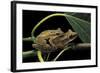 Polypedates Leucomystax (Common Tree Frog, Golden Gliding Frog) - Mating-Paul Starosta-Framed Photographic Print