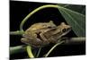 Polypedates Leucomystax (Common Tree Frog, Golden Gliding Frog) - Mating-Paul Starosta-Mounted Photographic Print