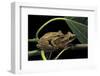 Polypedates Leucomystax (Common Tree Frog, Golden Gliding Frog) - Mating-Paul Starosta-Framed Photographic Print