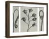 Polypedium Vulgare-Blossfeldt Karl-Framed Giclee Print