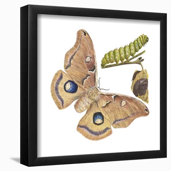 Polyphemus Moth and Caterpillar (Antheraea Polyphemus), Insects-Encyclopaedia Britannica-Framed Poster