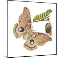 Polyphemus Moth and Caterpillar (Antheraea Polyphemus), Insects-Encyclopaedia Britannica-Mounted Poster