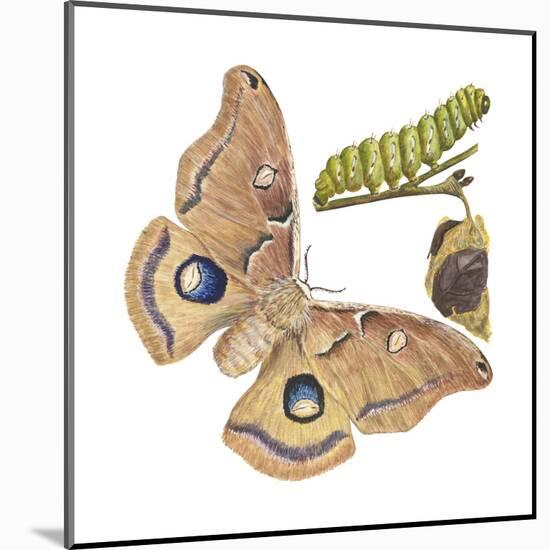 Polyphemus Moth and Caterpillar (Antheraea Polyphemus), Insects-Encyclopaedia Britannica-Mounted Poster