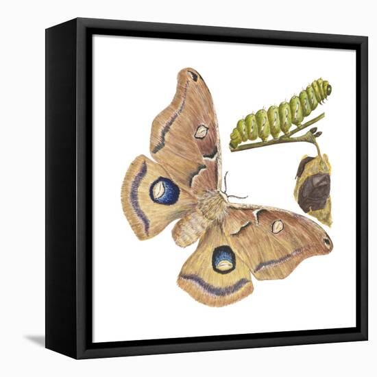 Polyphemus Moth and Caterpillar (Antheraea Polyphemus), Insects-Encyclopaedia Britannica-Framed Stretched Canvas