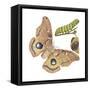 Polyphemus Moth and Caterpillar (Antheraea Polyphemus), Insects-Encyclopaedia Britannica-Framed Stretched Canvas