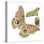 Polyphemus Moth and Caterpillar (Antheraea Polyphemus), Insects-Encyclopaedia Britannica-Stretched Canvas