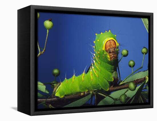 Polyphemus Moth Caterpillar Perching on Twig-David Northcott-Framed Stretched Canvas