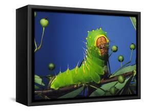 Polyphemus Moth Caterpillar Perching on Twig-David Northcott-Framed Stretched Canvas