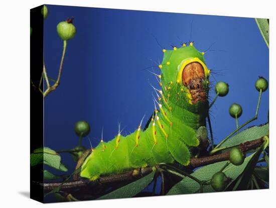 Polyphemus Moth Caterpillar Perching on Twig-David Northcott-Stretched Canvas