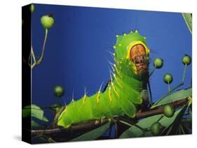 Polyphemus Moth Caterpillar Perching on Twig-David Northcott-Stretched Canvas