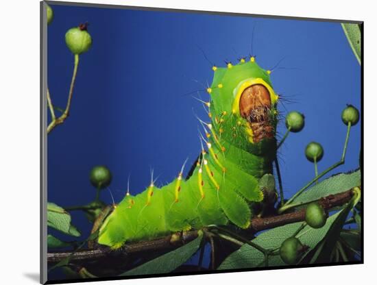 Polyphemus Moth Caterpillar Perching on Twig-David Northcott-Mounted Photographic Print