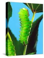 Polyphemus Moth Caterpillar, USA-David Northcott-Stretched Canvas