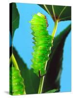 Polyphemus Moth Caterpillar, USA-David Northcott-Stretched Canvas