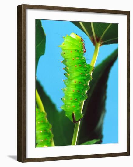 Polyphemus Moth Caterpillar, USA-David Northcott-Framed Photographic Print