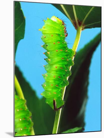 Polyphemus Moth Caterpillar, USA-David Northcott-Mounted Photographic Print