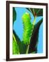 Polyphemus Moth Caterpillar, USA-David Northcott-Framed Photographic Print