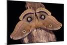 Wood Mount