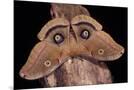 Wood Mount