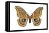 Polyphemus Moth (Telea Polyphemus), Insects-Encyclopaedia Britannica-Framed Stretched Canvas