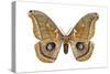 Polyphemus Moth (Telea Polyphemus), Insects-Encyclopaedia Britannica-Stretched Canvas