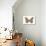 Polyphemus Moth (Telea Polyphemus), Insects-Encyclopaedia Britannica-Poster displayed on a wall
