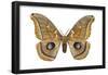 Polyphemus Moth (Telea Polyphemus), Insects-Encyclopaedia Britannica-Framed Poster