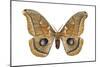 Polyphemus Moth (Telea Polyphemus), Insects-Encyclopaedia Britannica-Mounted Poster