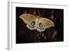 Polyphemus-Jimmy Hoffman-Framed Photographic Print