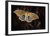 Polyphemus-Jimmy Hoffman-Framed Photographic Print