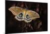 Polyphemus-Jimmy Hoffman-Mounted Photographic Print