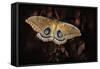 Polyphemus-Jimmy Hoffman-Framed Stretched Canvas
