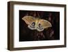 Polyphemus-Jimmy Hoffman-Framed Photographic Print