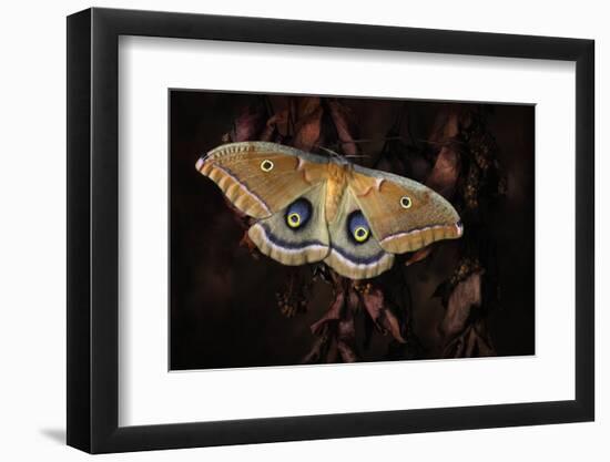 Polyphemus-Jimmy Hoffman-Framed Photographic Print