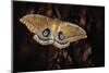 Polyphemus-Jimmy Hoffman-Mounted Photographic Print