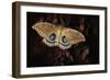 Polyphemus-Jimmy Hoffman-Framed Photographic Print