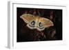 Polyphemus-Jimmy Hoffman-Framed Photographic Print