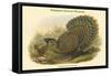 Polyplectron Bicalcaratum - Malayan Peacock Pheasant-John Gould-Framed Stretched Canvas