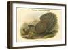 Polyplectron Bicalcaratum - Malayan Peacock Pheasant-John Gould-Framed Art Print