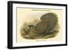 Polyplectron Bicalcaratum - Malayan Peacock Pheasant-John Gould-Framed Art Print