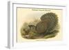 Polyplectron Bicalcaratum - Malayan Peacock Pheasant-John Gould-Framed Art Print