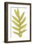 Polypodium Quercifolium-Edward Joseph Lowe-Framed Giclee Print