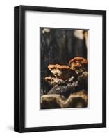 Polypores in the sunlight-Nadja Jacke-Framed Photographic Print