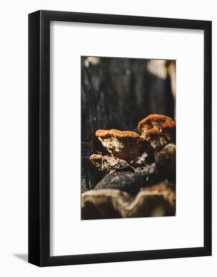 Polypores in the sunlight-Nadja Jacke-Framed Photographic Print