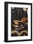 Polypores in the sunlight-Nadja Jacke-Framed Photographic Print